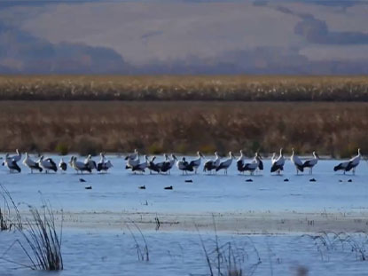 Mahigit sa 200 oriental white storks ang nagtitipon sa Heihe
